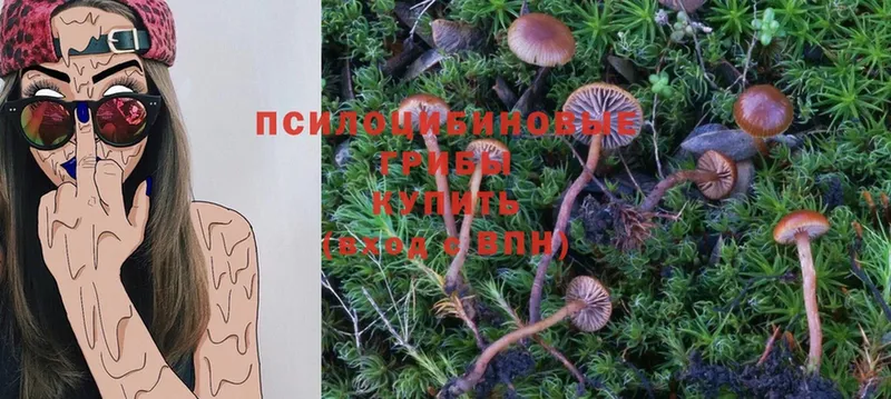 Псилоцибиновые грибы Psilocybine cubensis  продажа наркотиков  Добрянка 